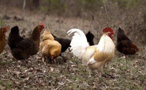 Marriage 101 – Lessons from the Chickens!