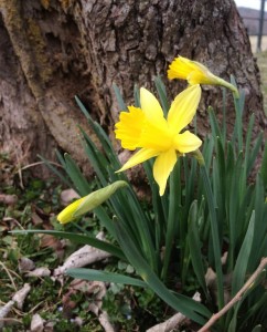 Daffodil