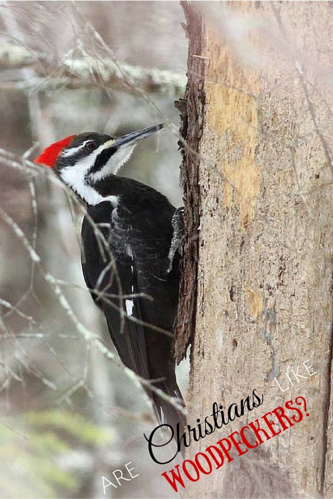 Are Christians Like Woodpeckers?